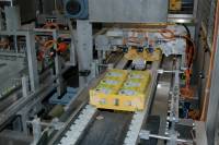 Fabrication des yaourts - Empaquetage des pots de yaourts